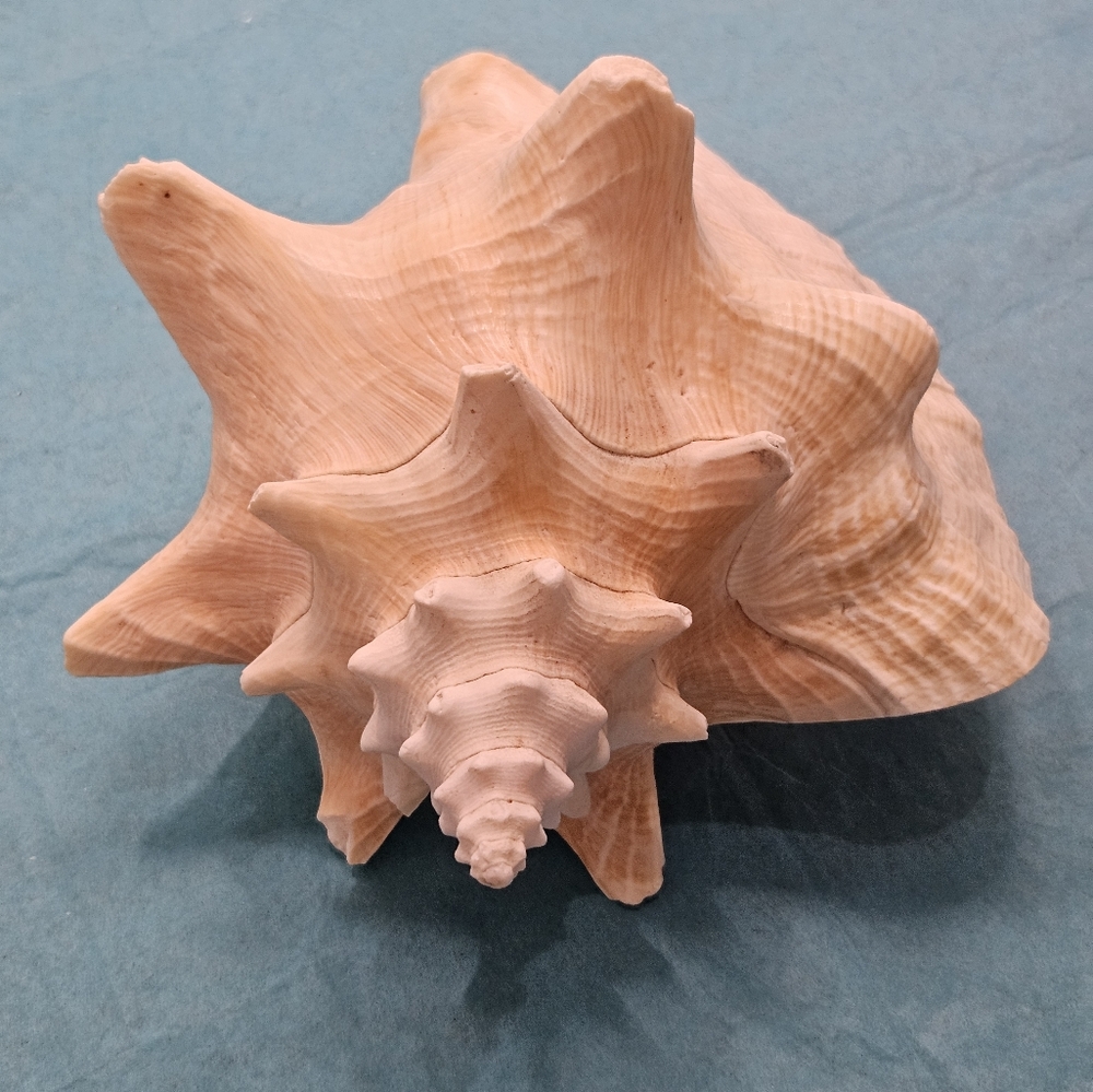 Pink Conch Shell - Med/Lg - Picture 3 of 4